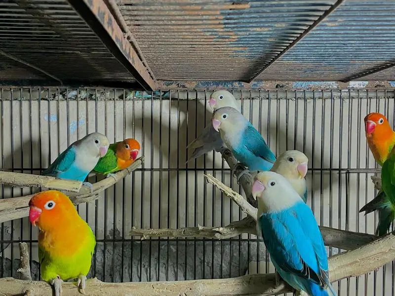 lovebirds parrot pair — photo 5