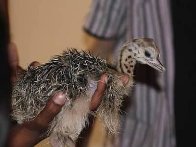 ostrich baby chicks