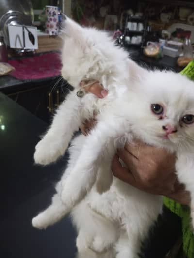 Persian cat pair for sale