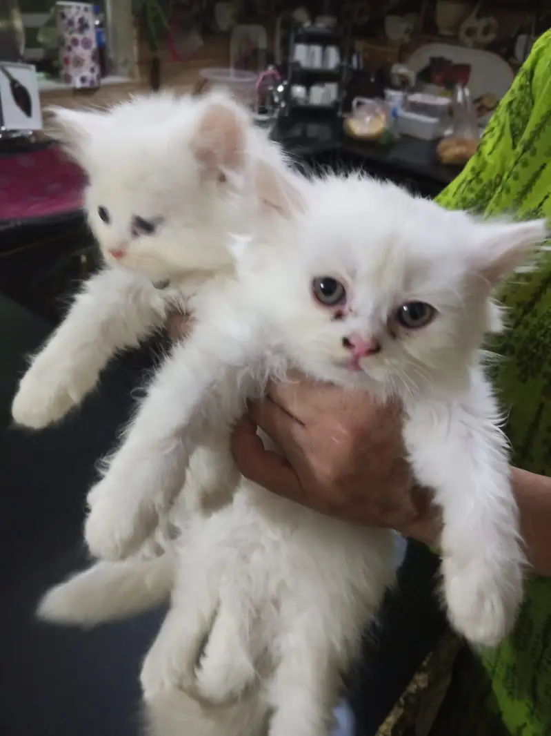 Persian cat pair for sale — photo 2