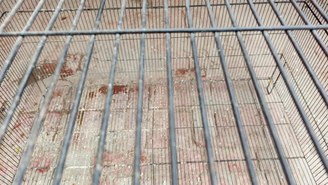 Cage for sale flying cage fix — photo 2