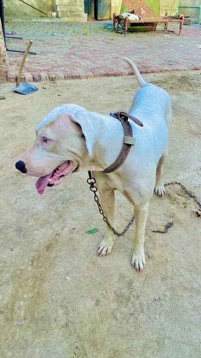 Healthy & Active Bulldog for Sale