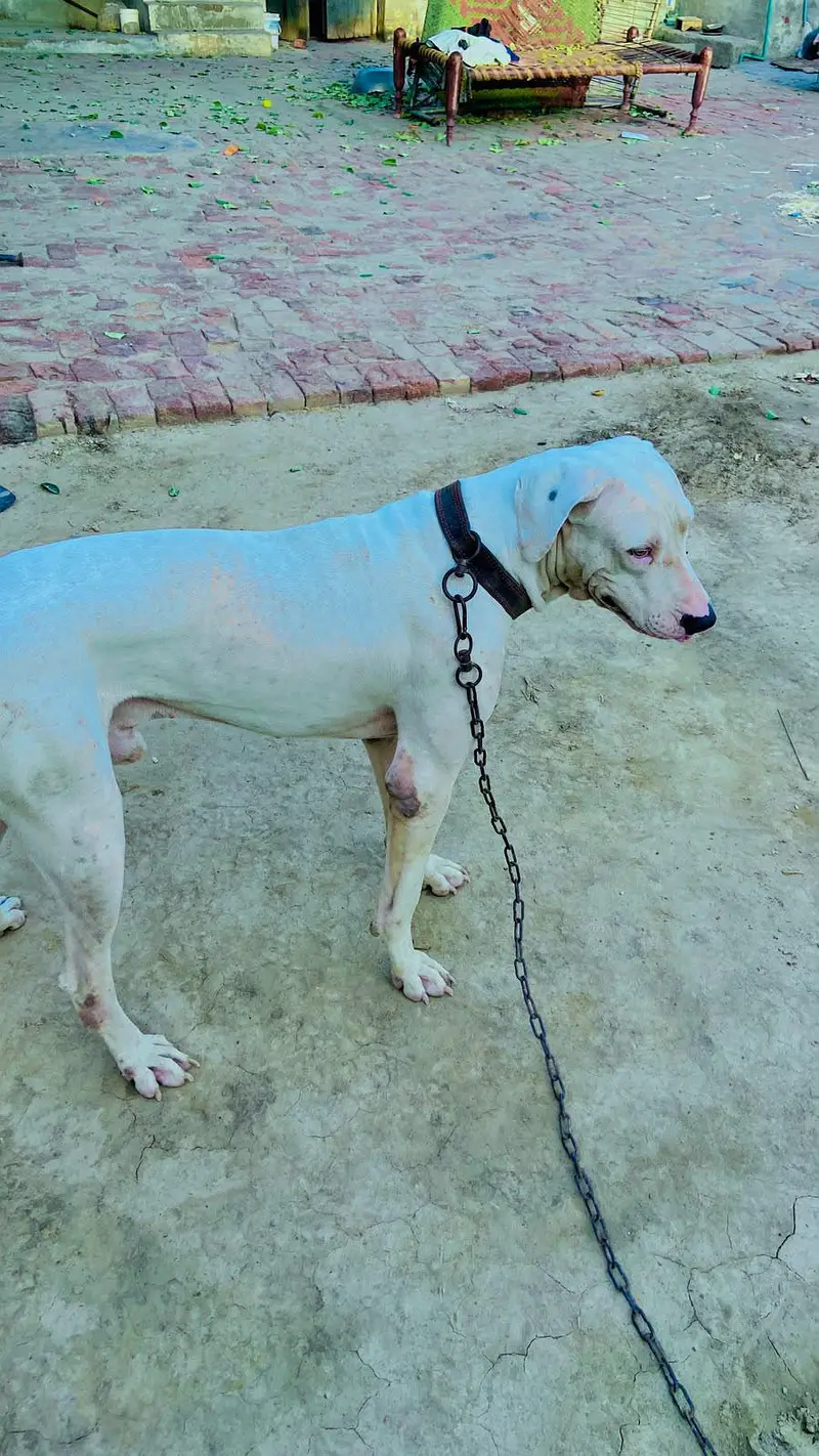 Healthy & Active Bulldog for Sale — photo 2
