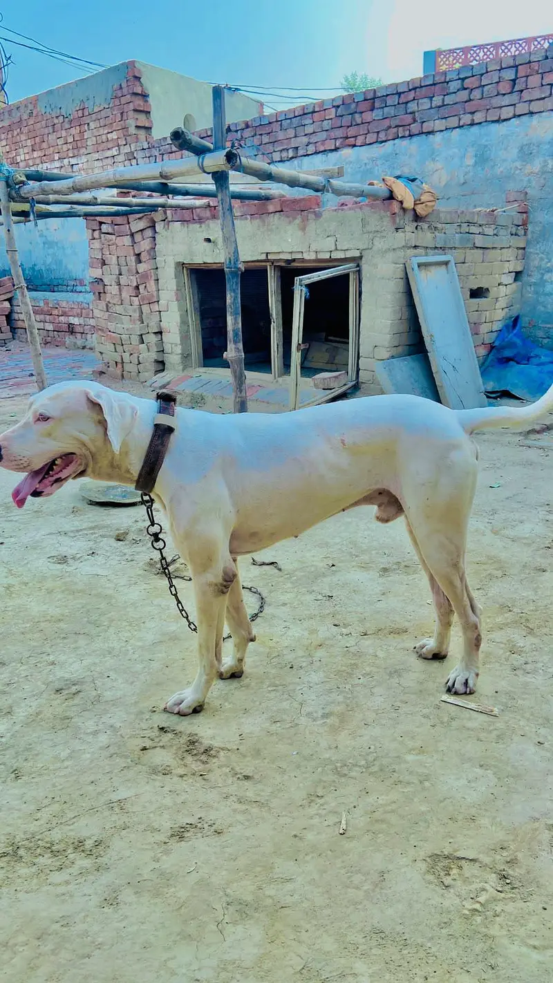 Healthy & Active Bulldog for Sale — photo 3