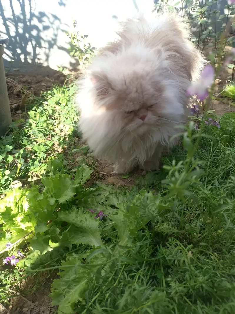 Royal Bread Persian Cat For mating — photo 2