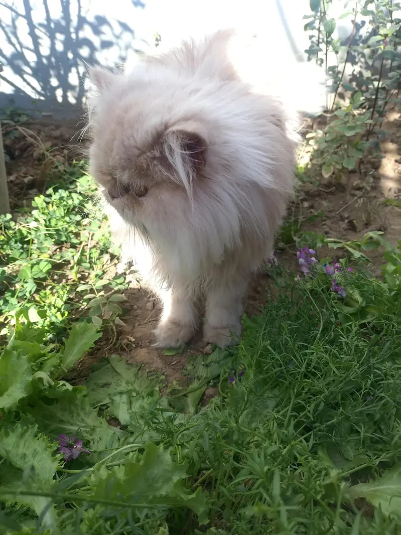 Royal Bread Persian Cat For mating — photo 3