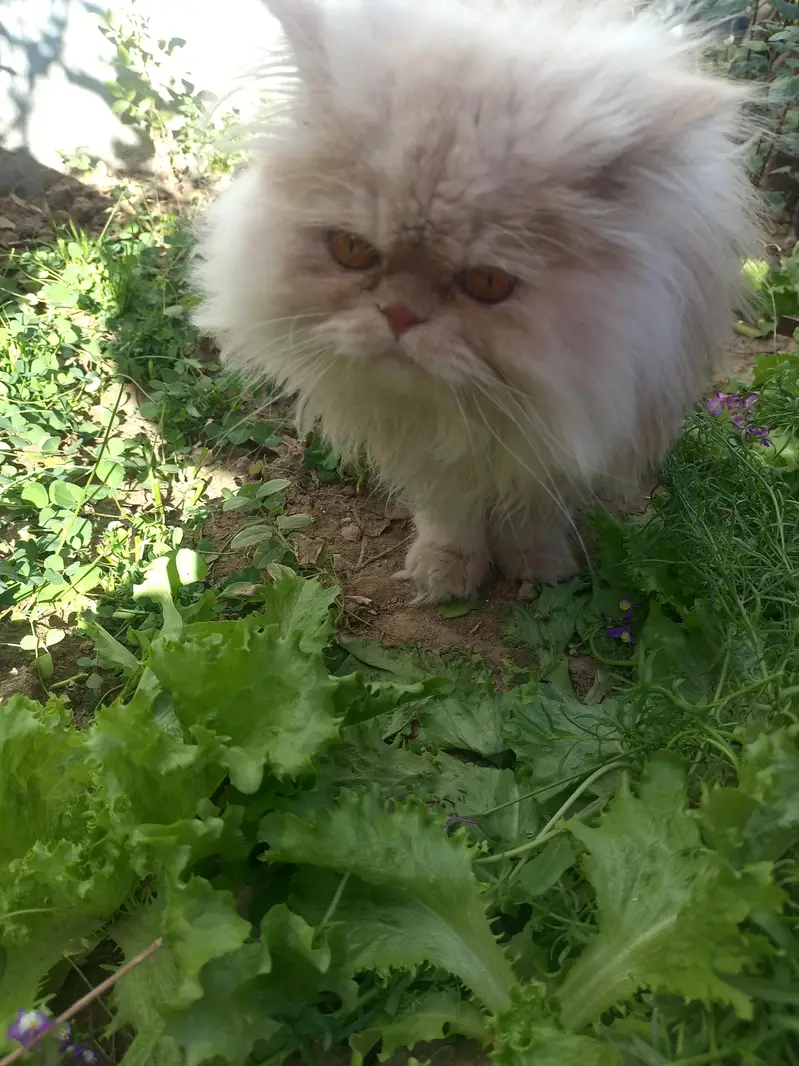 Royal Bread Persian Cat For mating — photo 4