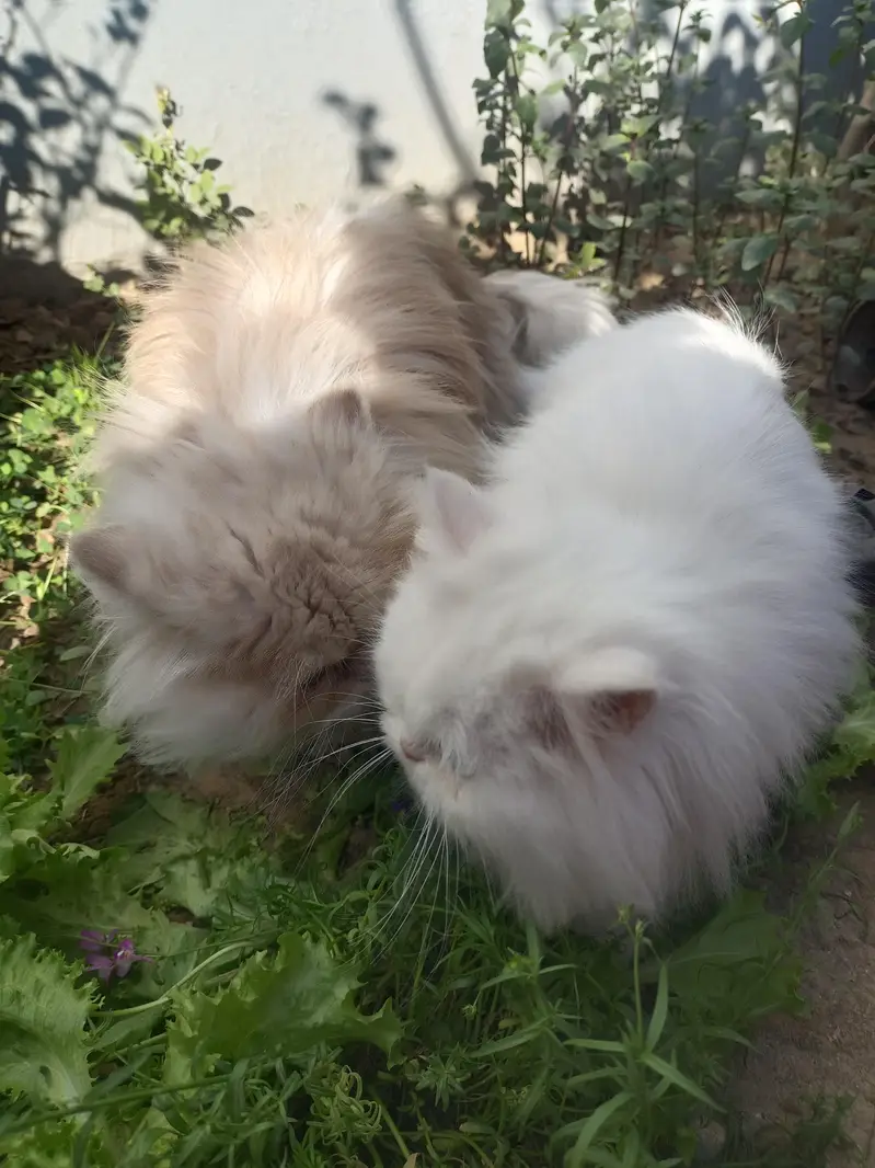 Royal Bread Persian Cat For mating — photo 5