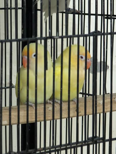 Love Birds for sale