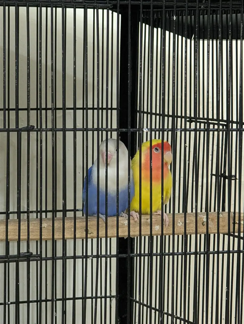 Love Birds for sale — photo 2