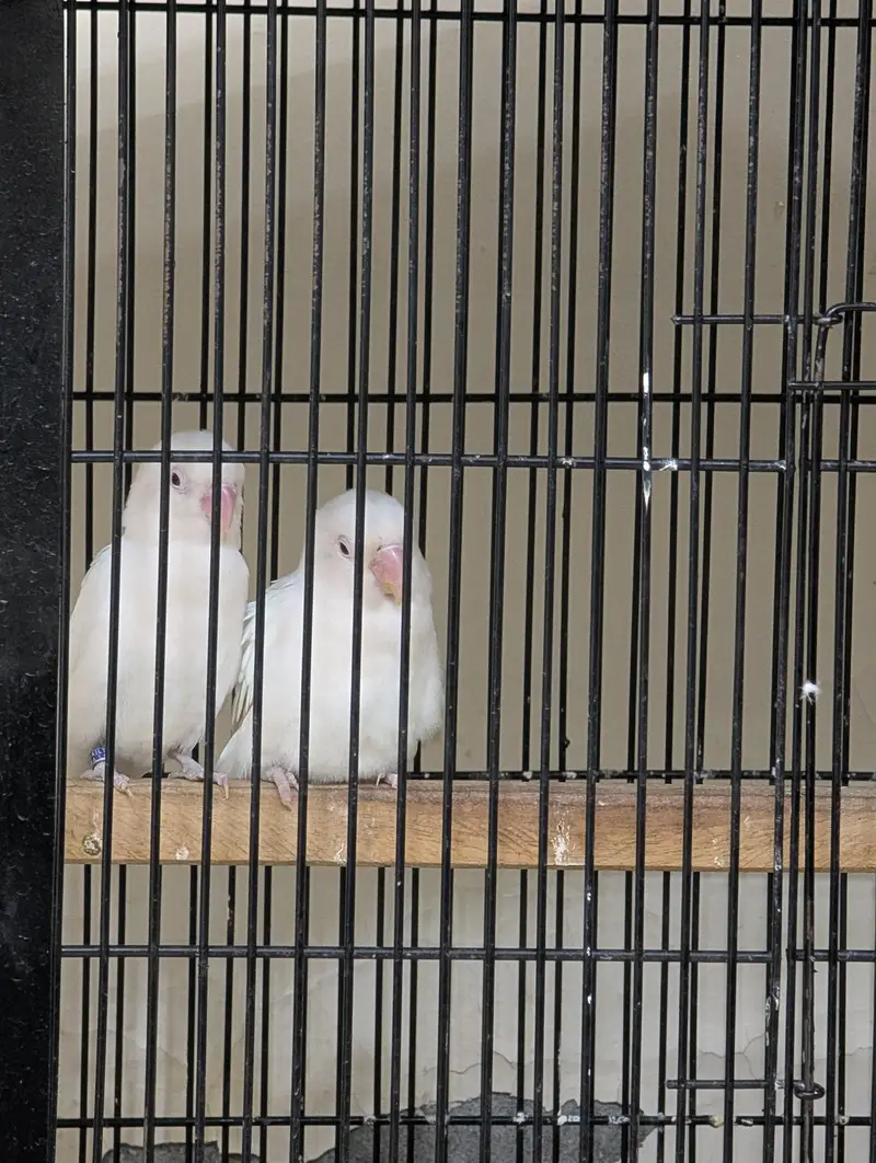 Love Birds for sale — photo 3