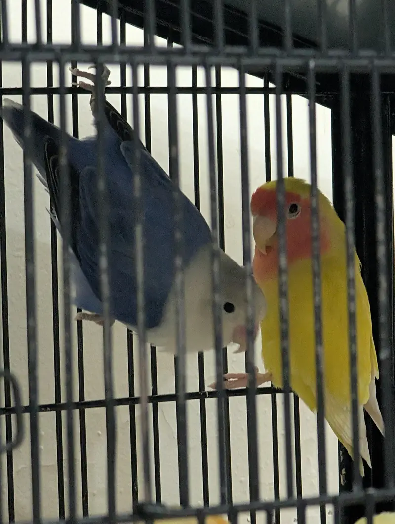 Love Birds for sale — photo 4