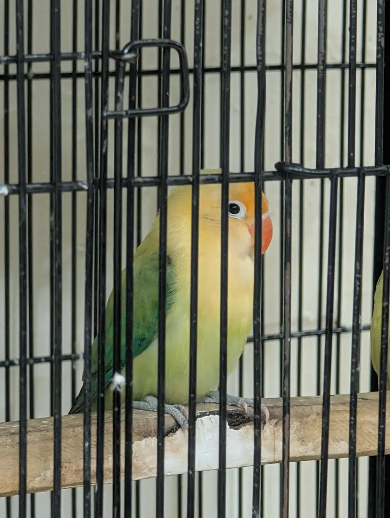 Love Birds for sale — photo 5