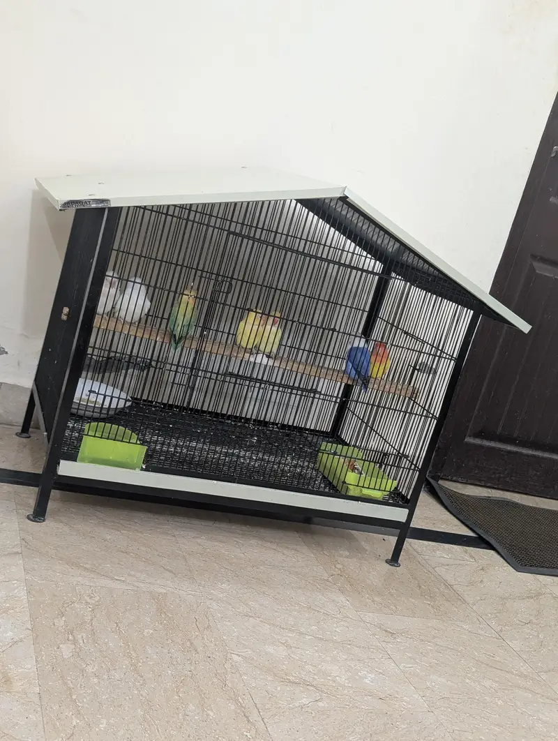 Love Birds for sale — photo 7