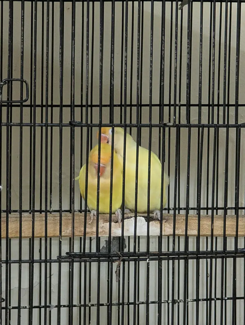 Love Birds for sale — photo 8