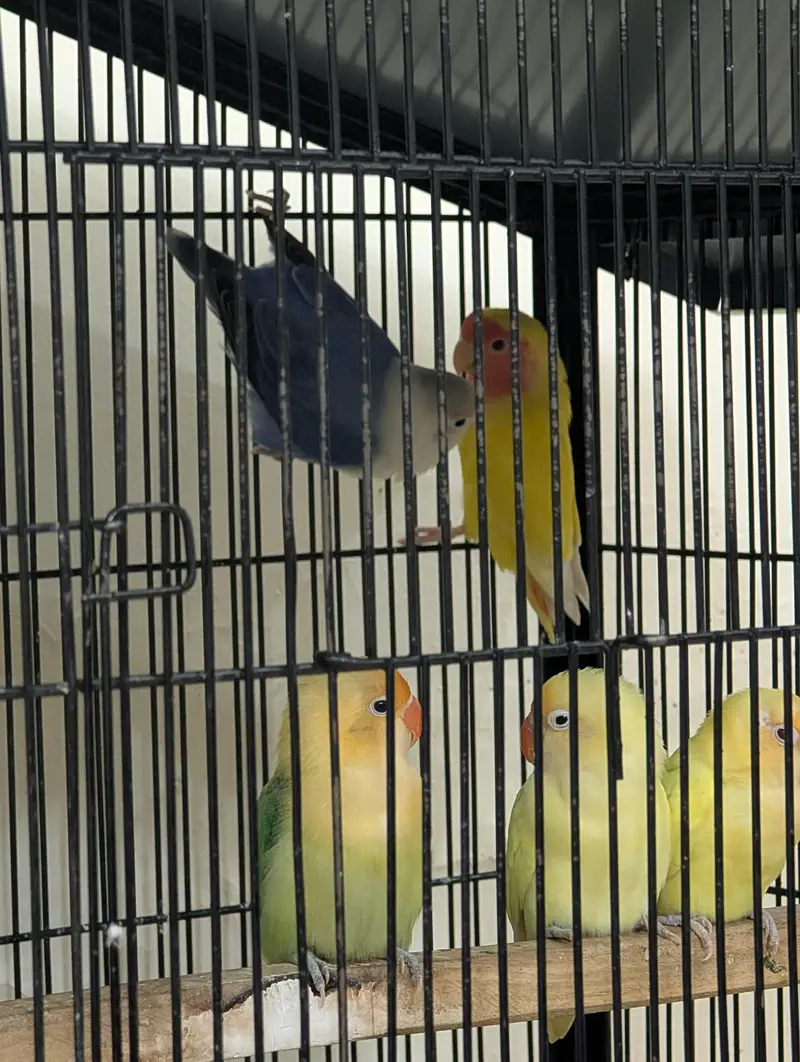 Love Birds for sale — photo 9