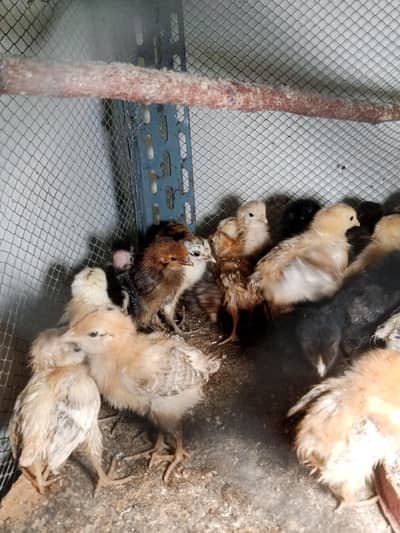 hens desi chicks for sale