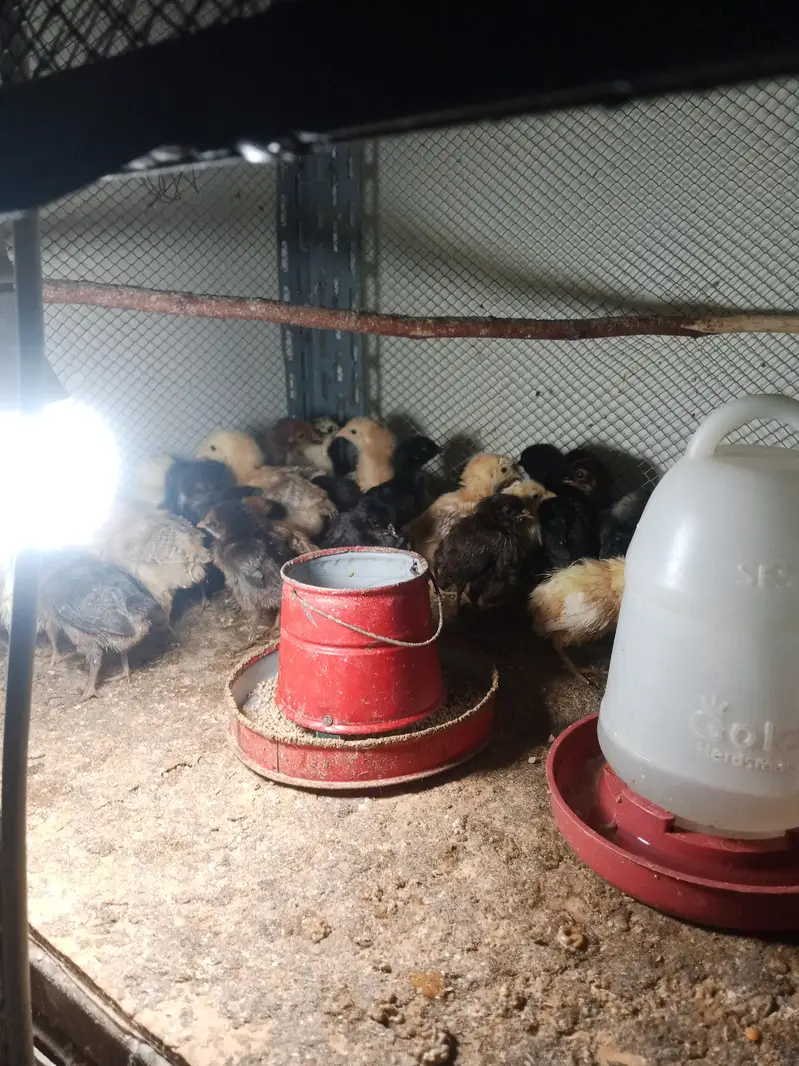 hens desi chicks for sale — photo 2