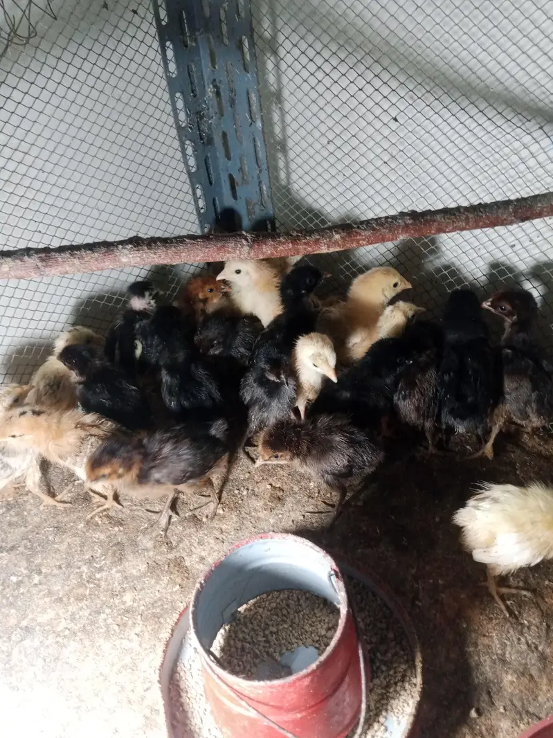 hens desi chicks for sale — photo 3