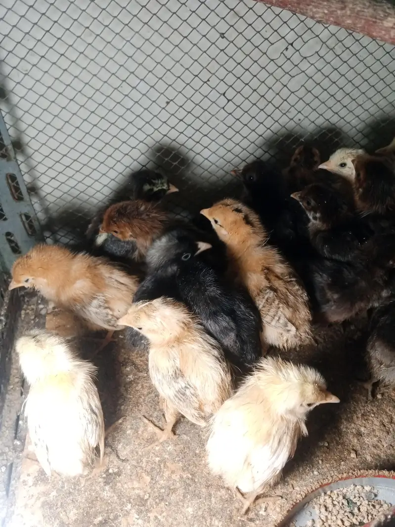 hens desi chicks for sale — photo 4
