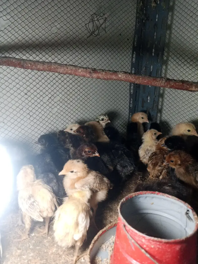 hens desi chicks for sale — photo 5