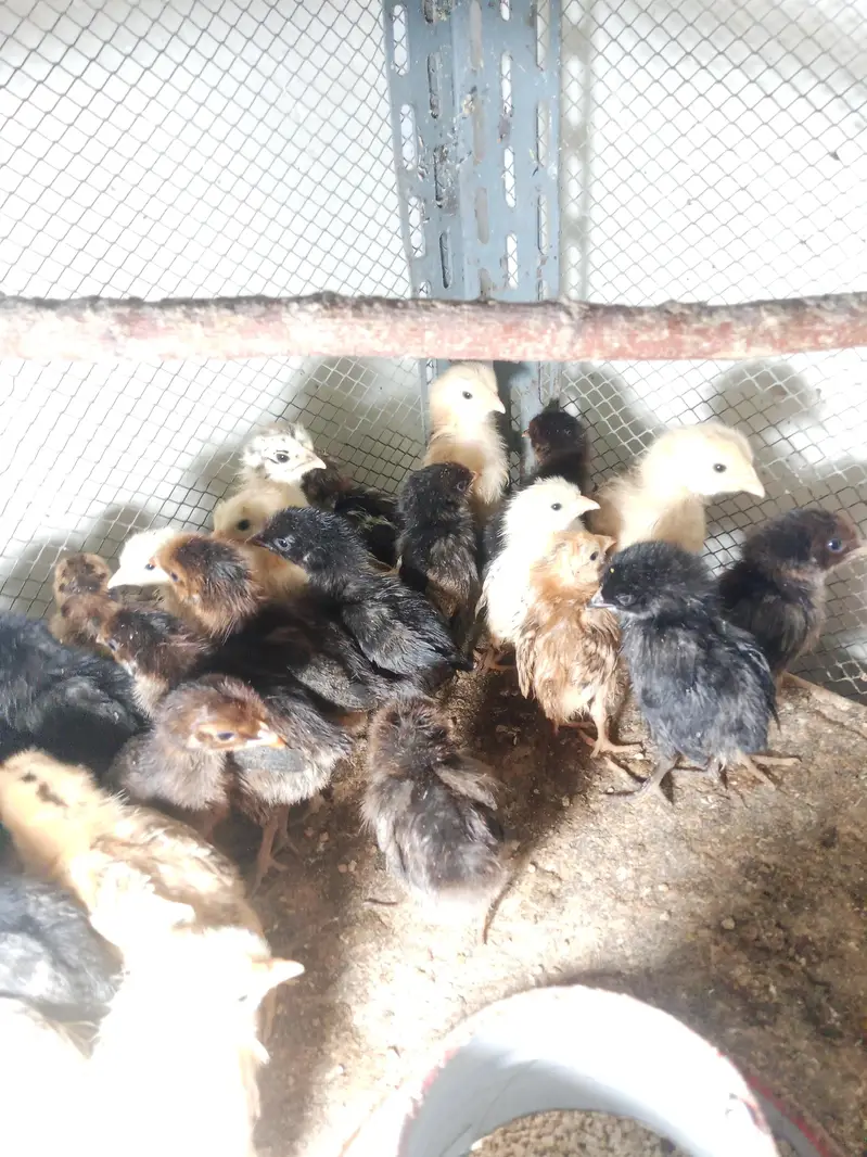 hens desi chicks for sale — photo 6