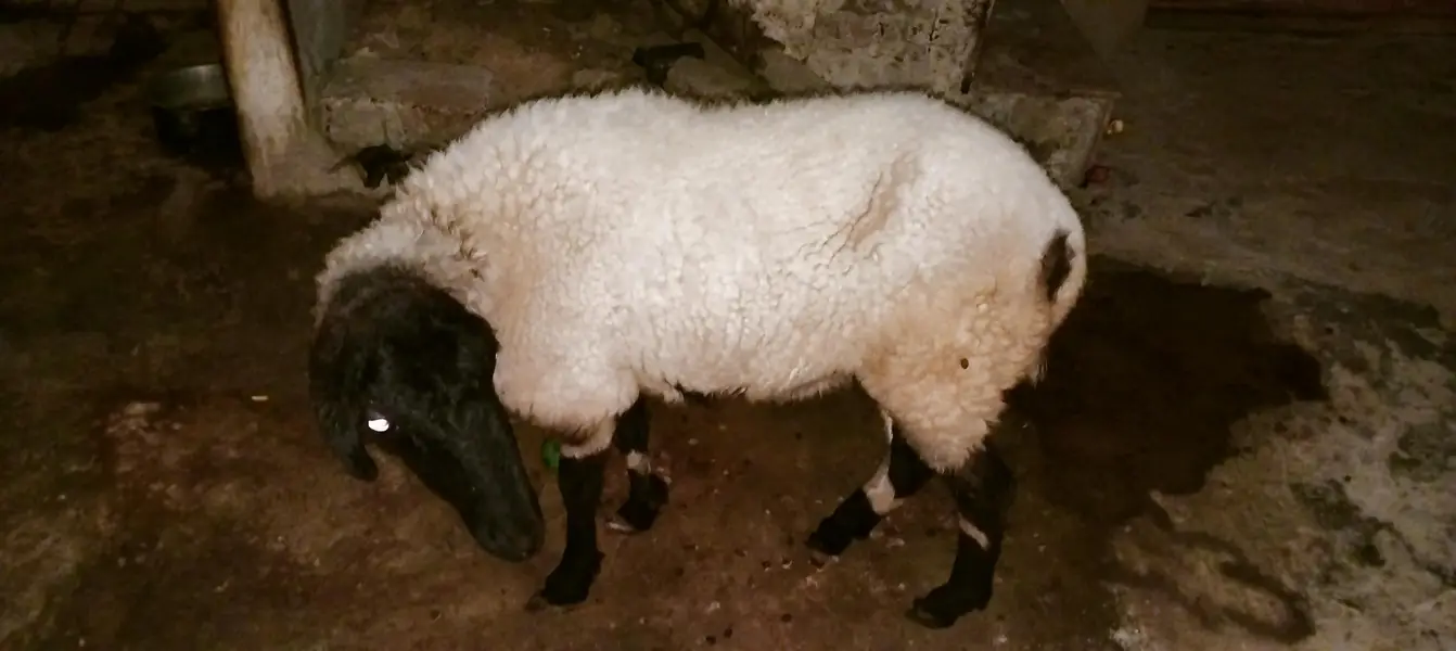 goats — photo 2