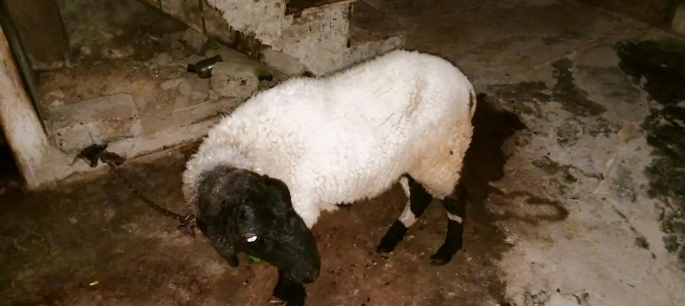 goats — photo 3