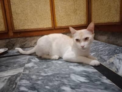 Male Cat for Adoption
