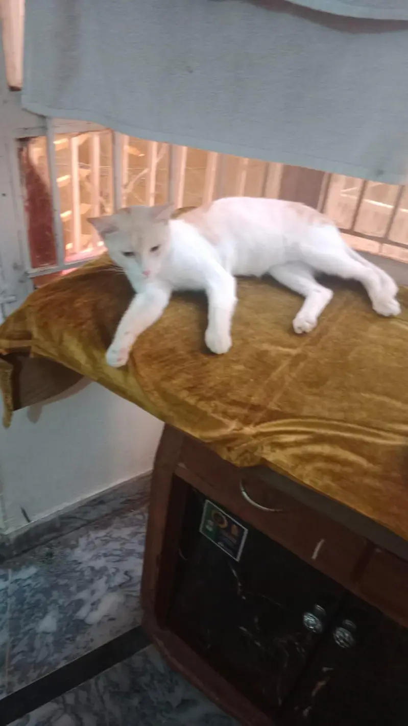 Male Cat for Adoption — photo 2