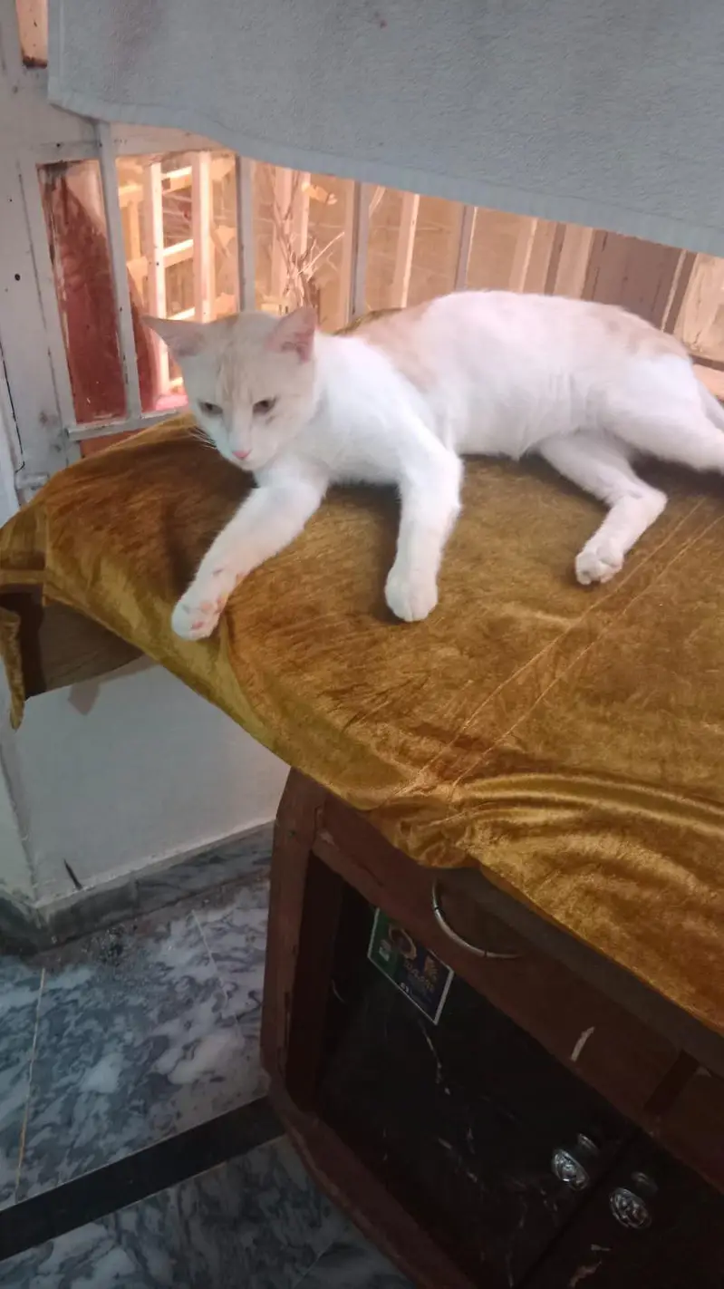 Male Cat for Adoption — photo 3