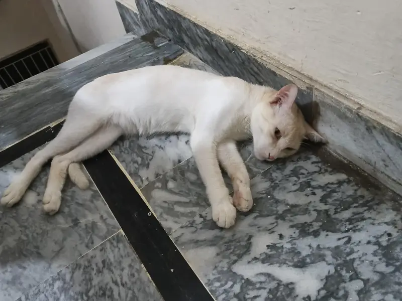 Male Cat for Adoption — photo 4