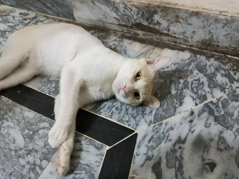 Male Cat for Adoption — photo 5