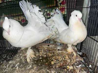 Laka Pigeon