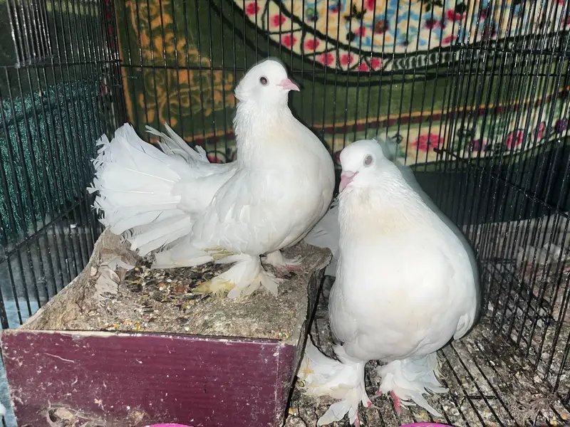 Laka Pigeon — photo 2