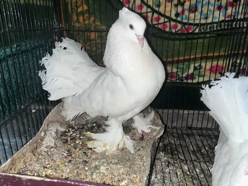 Laka Pigeon — photo 3