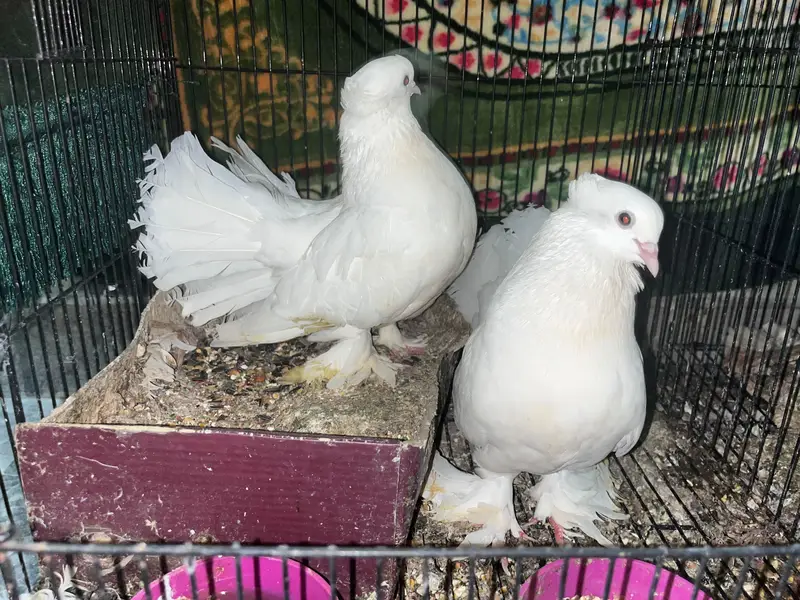 Laka Pigeon — photo 4