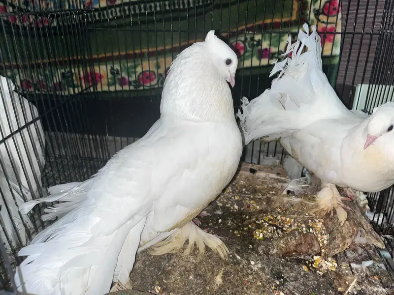 Laka Pigeon — photo 5