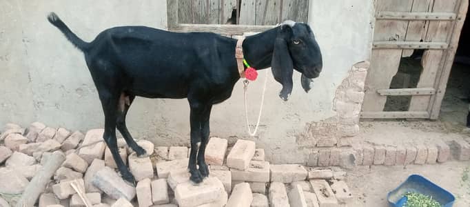بکری ہمراہ 5 ماہ کا بکرا