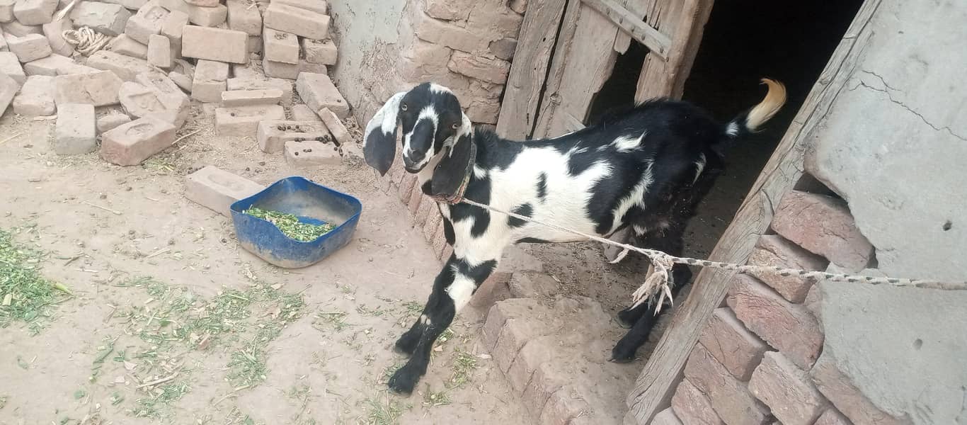 بکری ہمراہ 5 ماہ کا بکرا 1