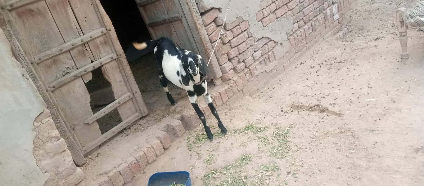 بکری ہمراہ 5 ماہ کا بکرا 2
