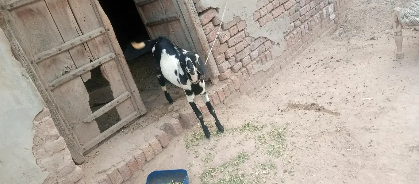 بکری ہمراہ 5 ماہ کا بکرا — photo 3