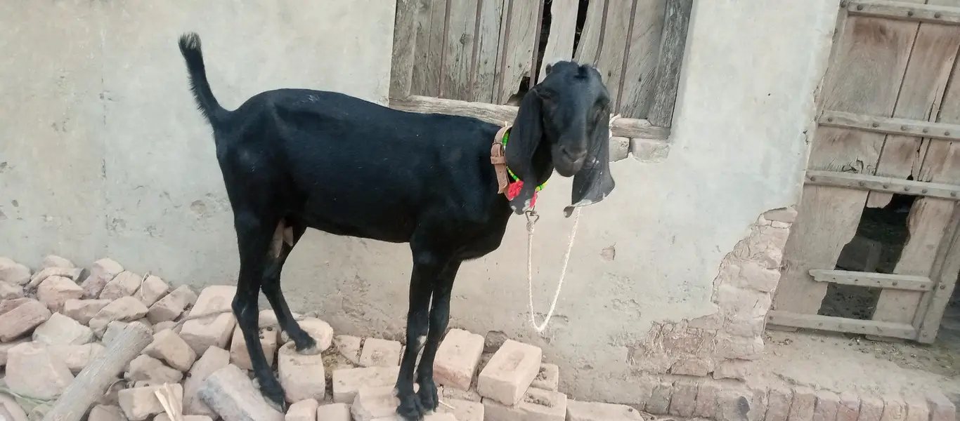 بکری ہمراہ 5 ماہ کا بکرا — photo 4