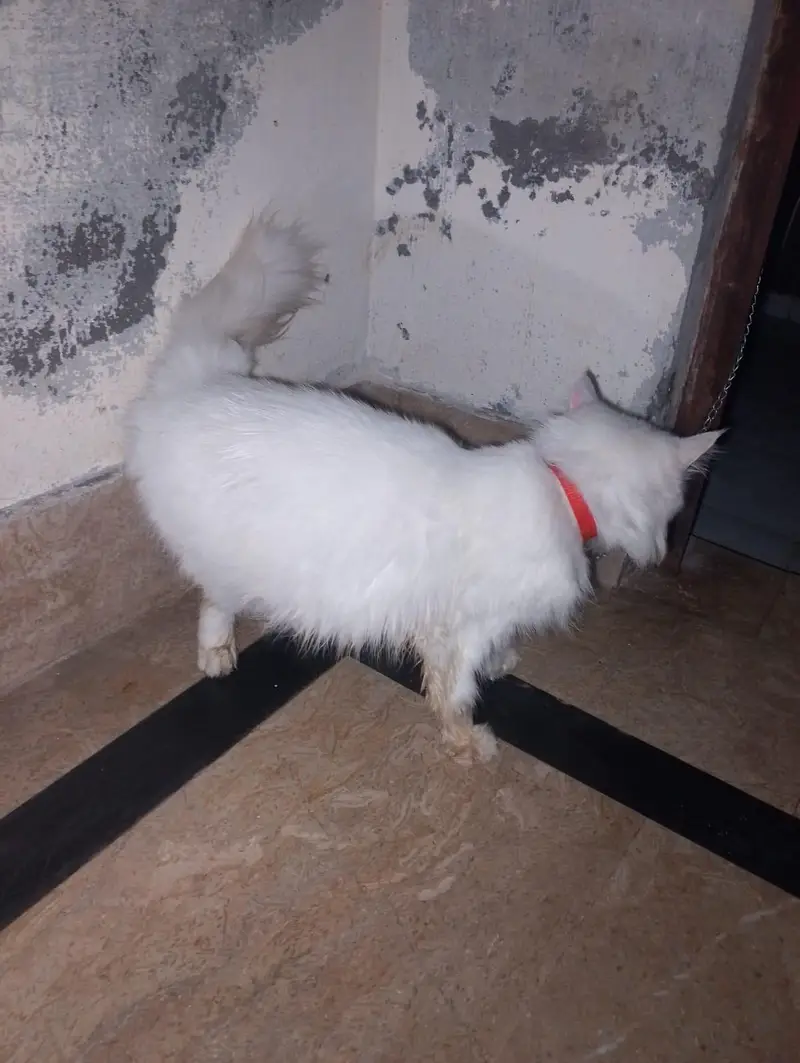 5 months ki pregnant ha 1 month Ra gy ha dalivery ma — photo 3