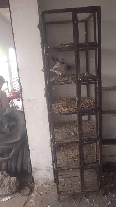 pinjra for sale