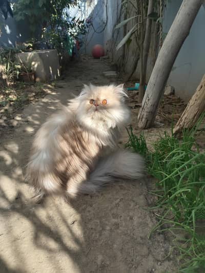 Royal Bread Persian Cat For mating