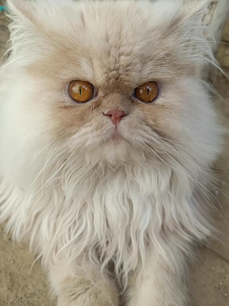 Royal Bread Persian Cat For mating — photo 6