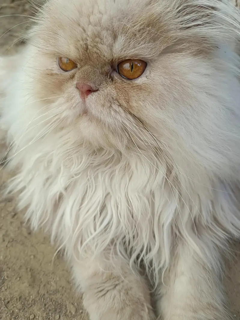 Royal Bread Persian Cat For mating — photo 7