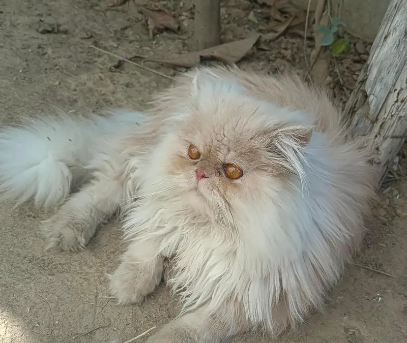 Royal Bread Persian Cat For mating — photo 8