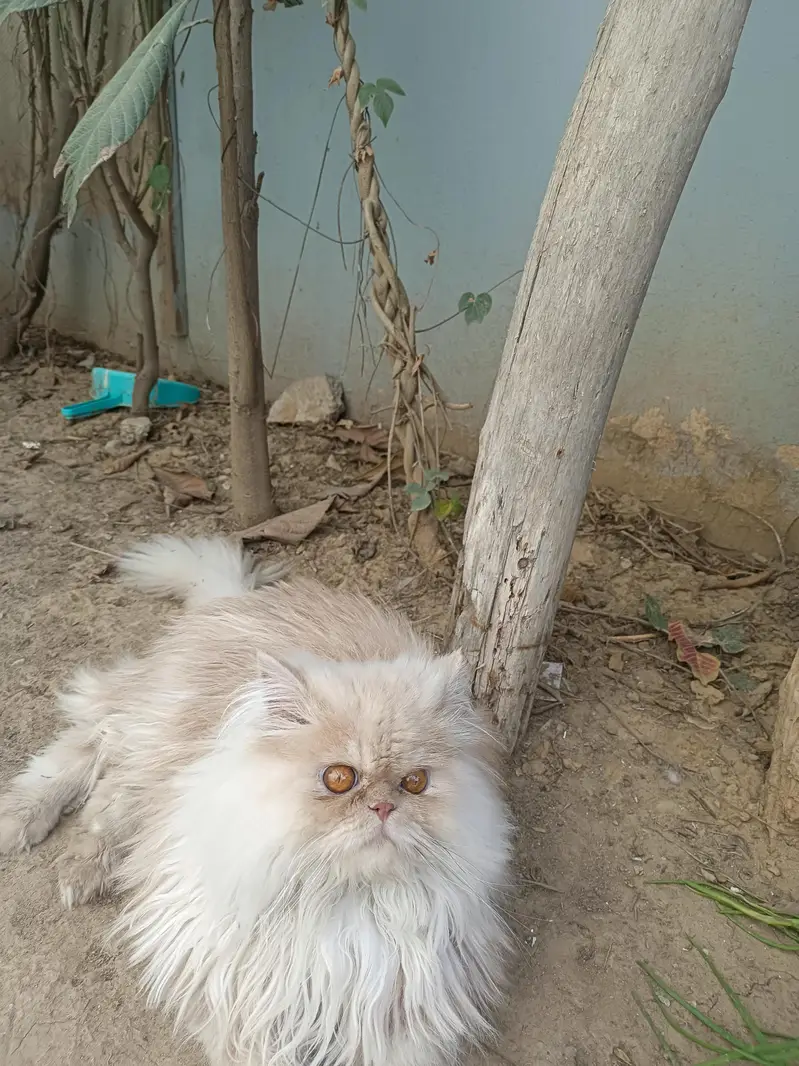 Royal Bread Persian Cat For mating — photo 9
